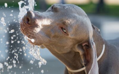 Stay Safe and Stay Cool: Avoiding Heat Stroke On The Road